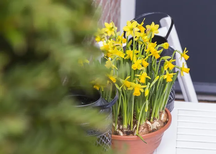 Πανσιόν Bij Jans